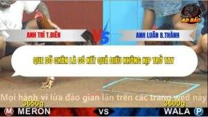 Trận 5 trường gà C4 16/12/2025