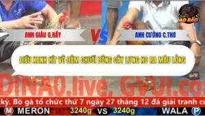 Trận 5 trường gà C5 25/12/2025