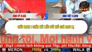 Trận 5 trường gà C5 4/12/2025