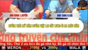 Trận 5 trường gà C5 6/12/2025