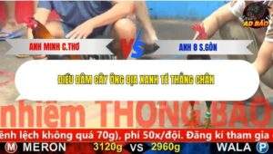 Trận 5 trường gà C5 9/12/2025