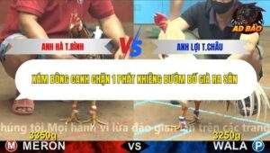 Trận 5 trường gà CPC4 1/12/2025