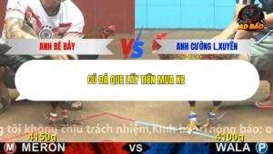 Trận 5 trường gà CPC4 23/12/2025