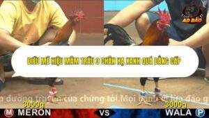 Trận 5 trường gà CPC4 24/12/2025