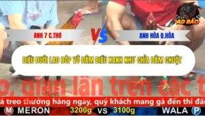 Trận 5 trường gà CPC5 2/12/2025