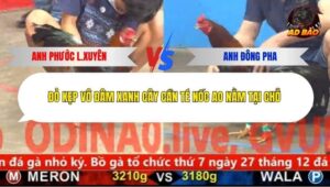 Trận 5 trường gà Cpc5 23/12/2025