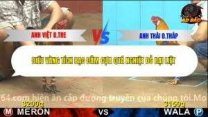 Trận 6 trường gà C4 15/12/2025