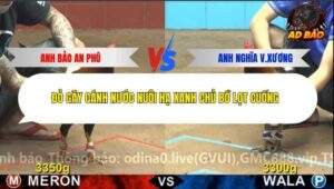 Trận 6 trường gà C4 5/12/2025