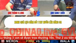 Trận 6 trường gà C5 25/12/2025