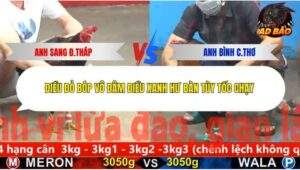 Trận 6 trường gà C5 5/12/2025