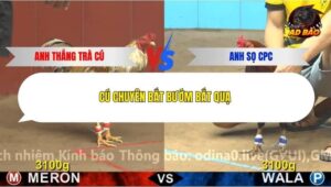 Trận 6 trường gà CPC4 24/12/2025