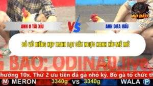 Trận 6 trường gà CPC6 3/12/2025