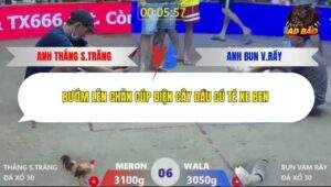 Trận 6 trường gà Xà Xía 30/12/2025