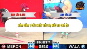 Trận 7 trường gà C3 21/12/2025