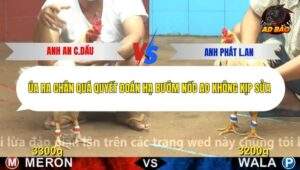 Trận 7 trường gà C4 15/12/2025