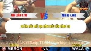 Trận 7 trường gà C4 16/12/2025