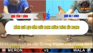 Trận 7 trường gà C4 29/12/2025