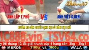 Trận 7 trường gà C5 4/12/2025