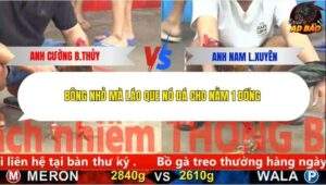 Trận 7 trường gà C5 9/12/2025