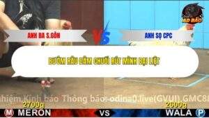 Trận 7 trường gà CPC4 23/12/2025