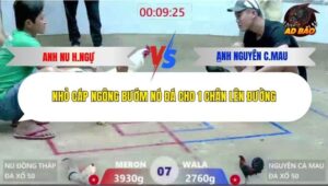 Trận 7 trường gà Xà Xía 28/12/2025