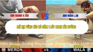 Trận 8 trường gà C4 17/12/2025