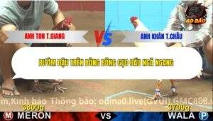 Trận 8 trường gà C4 18/12/2025