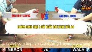 Trận 8 trường gà C4 6/12/2025