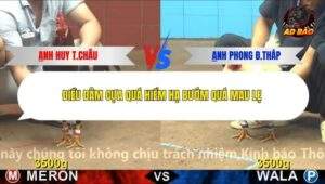 Trận 8 trường gà CPC4 23/12/2025