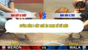 Trận 8 trường gà CPC4 3/12/2025