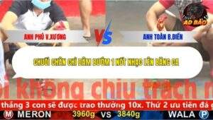 Trận 8 trường gà CPC5 2/12/2025