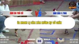 Trận 8 trường gà Xà Xía 19/12/2025