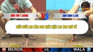 Trận 9 trường gà C4 18/12/2025