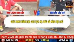 Trận 1 trường gà Cpc5 22/1/2026