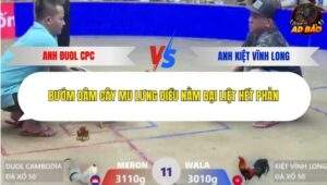 Trận 11 trường gà Xà Xía 22/1/2026