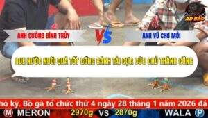 Trận 15 trường gà Cpc5 22/1/2026