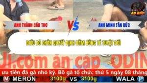 Trận 2 trường gà Cpc5 6/1/2026