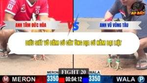 Trận 20 trường gà Cpc3 15/1/2026