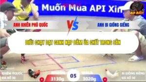 Trận 5 trường gà Xà Xía 6/1/2026