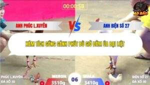 Trận 6 trường gà Xà Xía 6/1/2026