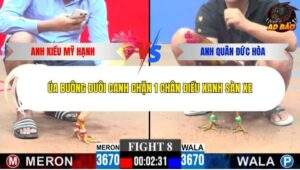 Trận 8 trường gà Cpc3 15/1/2026