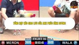 kèo giao lưu của anh Phúc Bình Dương