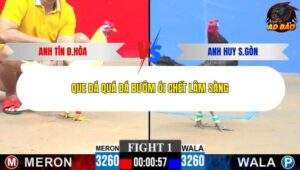 Trận 1 trường gà C3 8/1/2026