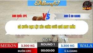 Trận 1 trường gà Tonhon 28/1/2026