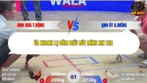 Trận 1 trường gà Xà Xía 12/1/2026