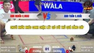 Trận 1 trường gà Xà Xía 17/1/2026