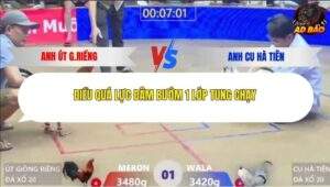 Trận 1 trường gà Xà Xía 24/1/2026