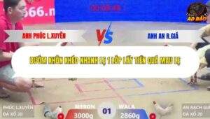 Trận 1 trường gà Xà Xía 26/1/2026