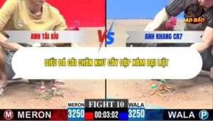 Trận 10 trường gà C3 1/1/2026