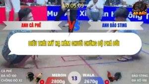 Trận 13 trường gà Xà Xía 1/1/2026